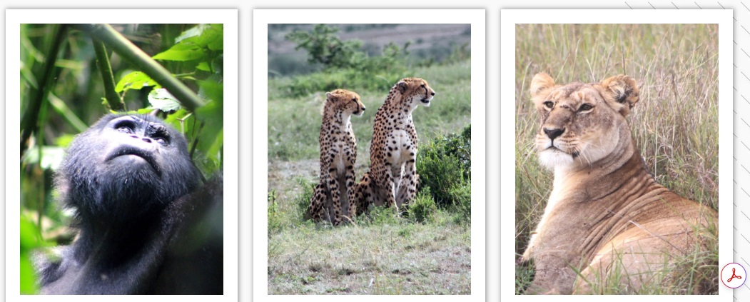 Amol Avinash Hendre Unveils His 4th Wildlife Photography Exhibition in Cairo