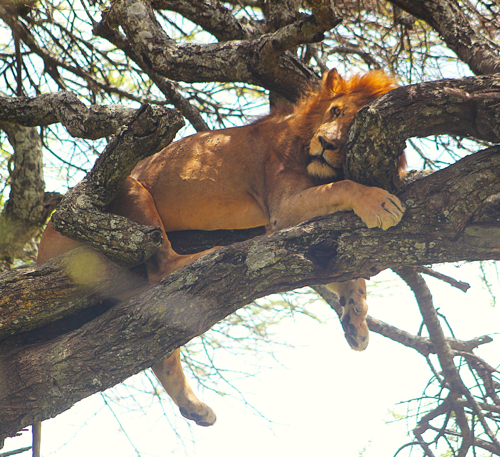 Roars, Silence, and Survival: Amol Avinash Hendre Unveils Exclusive Wildlife Images from Tanzania and Kenya